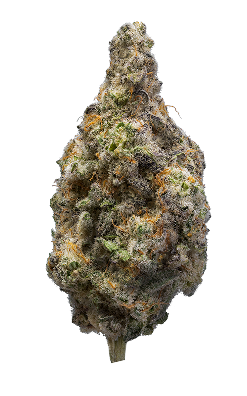 Fragrance Free Firming Lotion